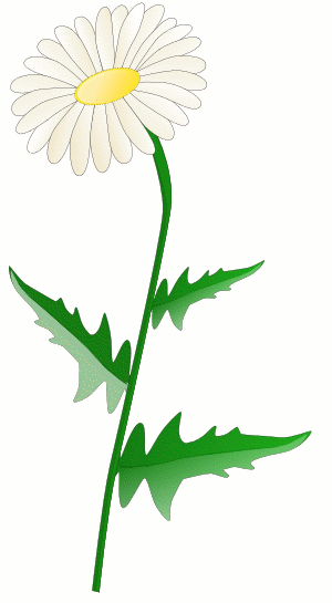 Daisy Clipart Public Domain Daisy Public Domain Transparent Free For