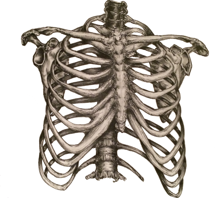 Human Clipart Ribcage Picture Human Clipart Ribcage