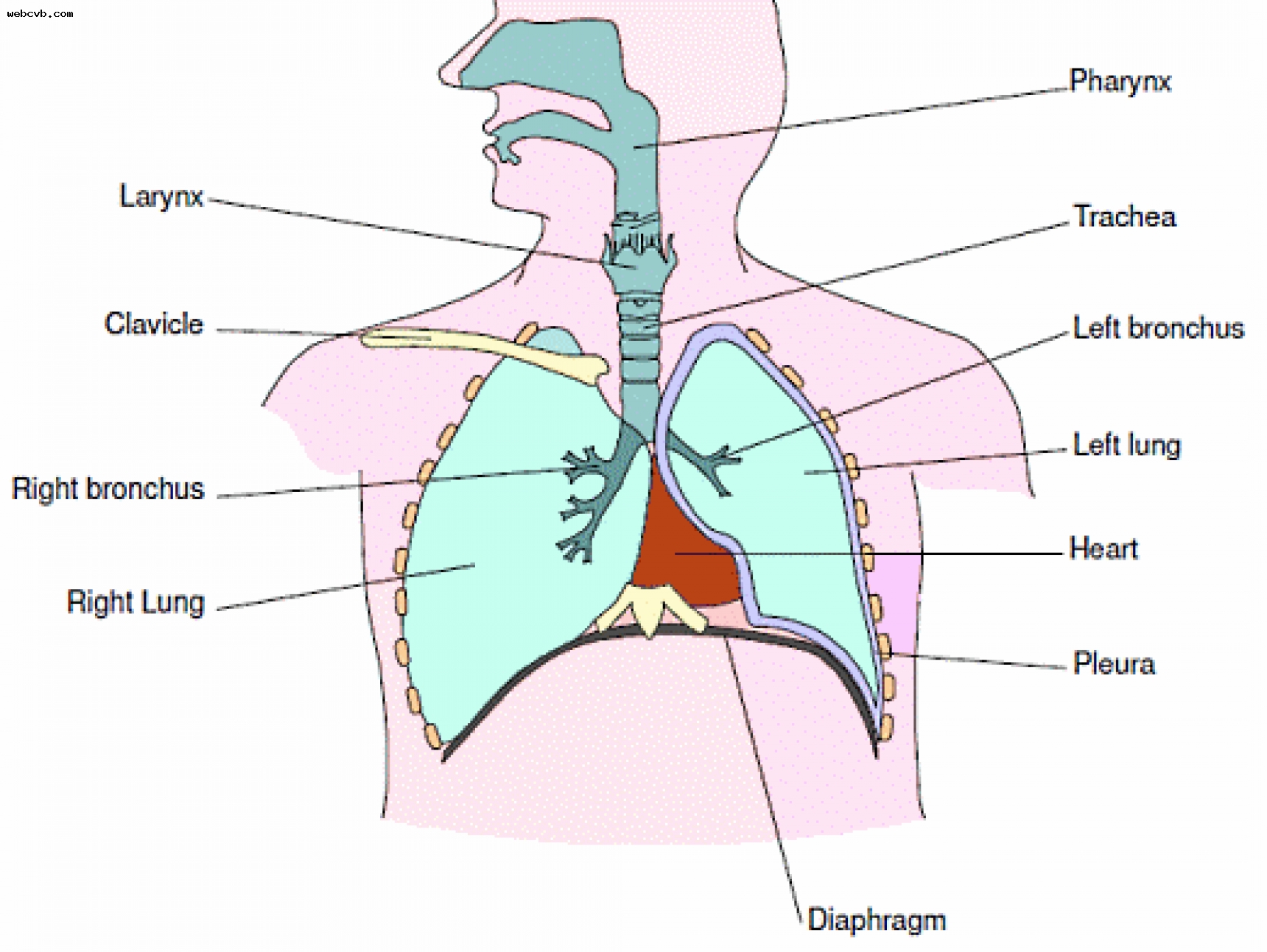 Lungs Clipart Respiratory System Lungs Respiratory System Transparent