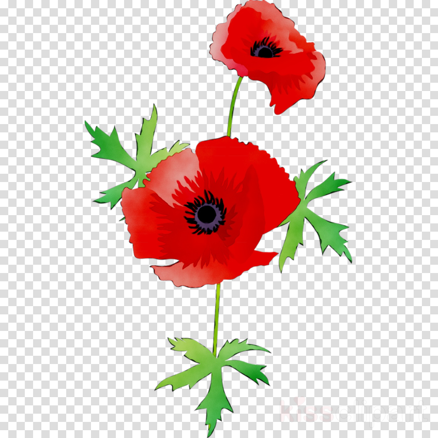 Remembrance Day Poppy Flower Png Transparent Image Pn Vrogue Co