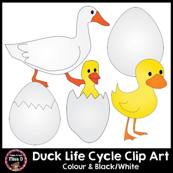 Duck life cycle clip. Duckling clipart follow me