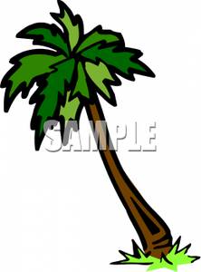 Image a leaning . 100 clipart palm tree