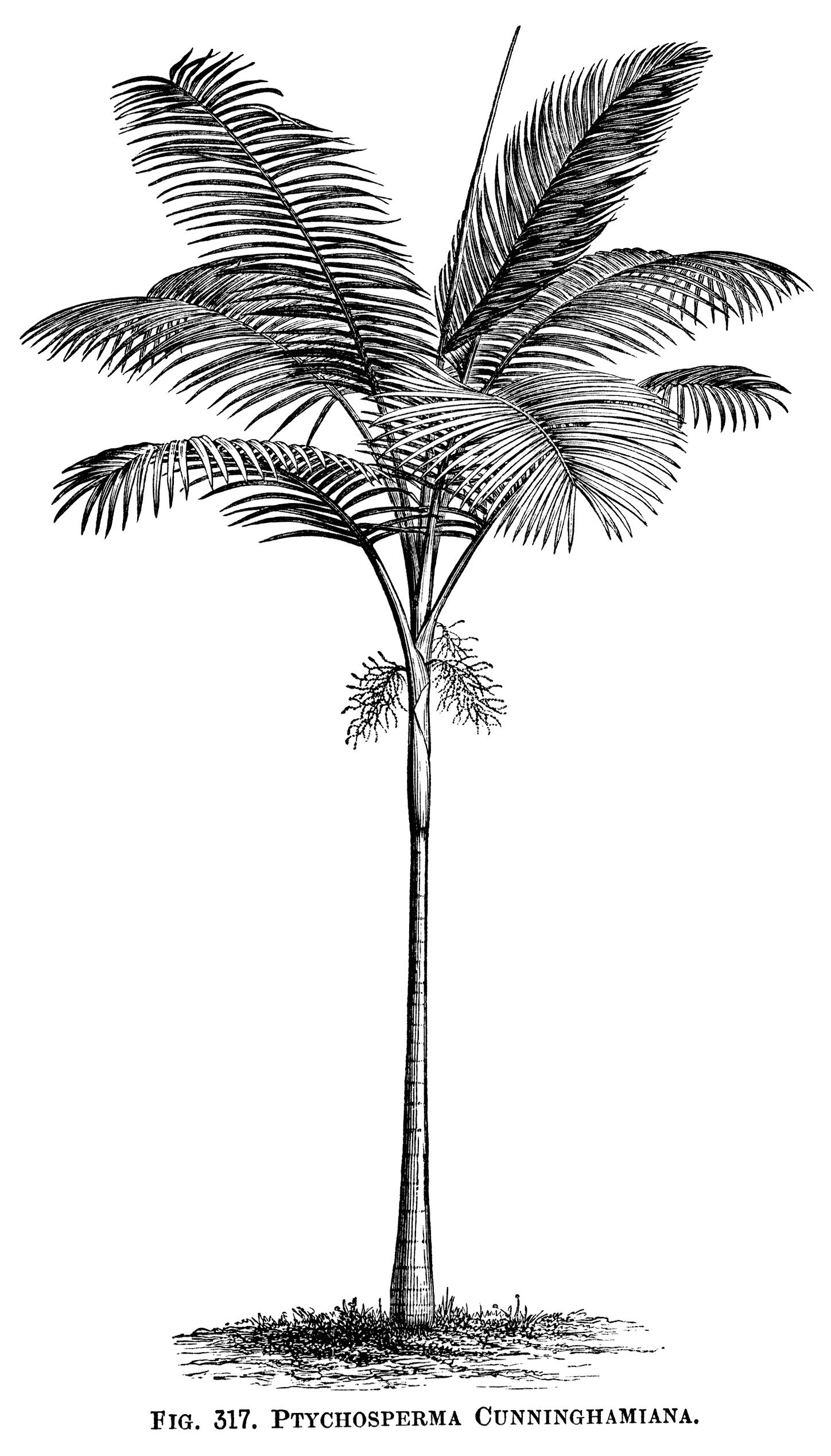 Vintage clip art black. 100 clipart palm tree