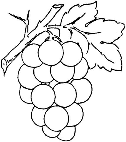 Page from grapes category. Grape clipart coloring