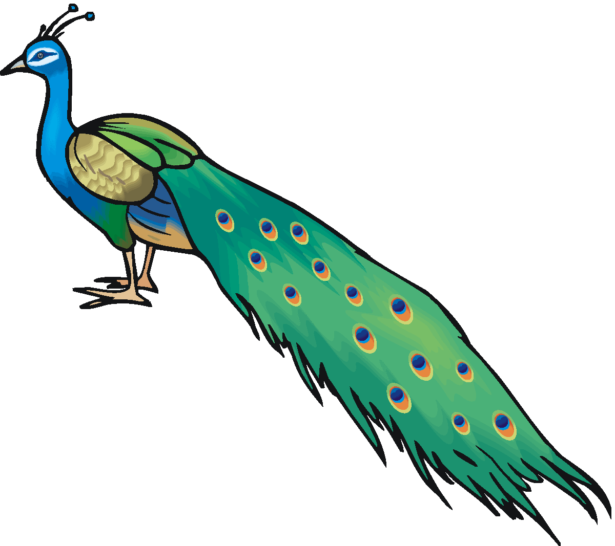 Peacock clipart mor. Black and white free