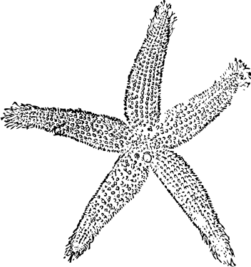 2 clipart starfish. Free black and white