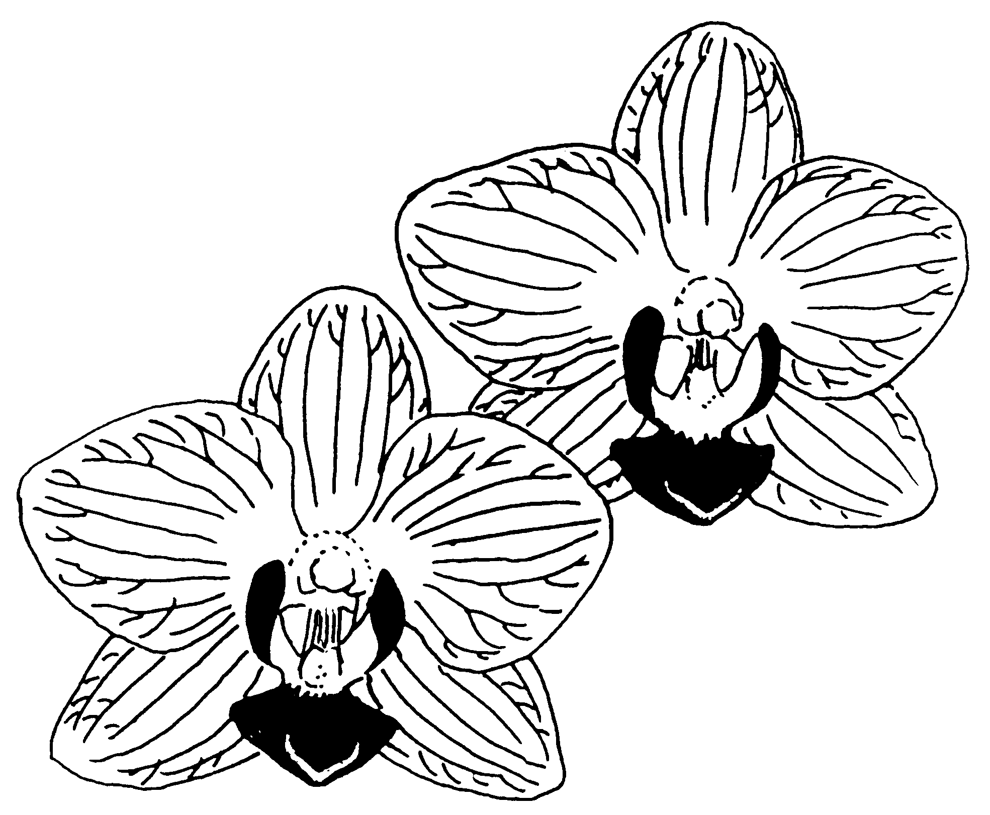2016 clipart black and white. Gousicteco orchid images