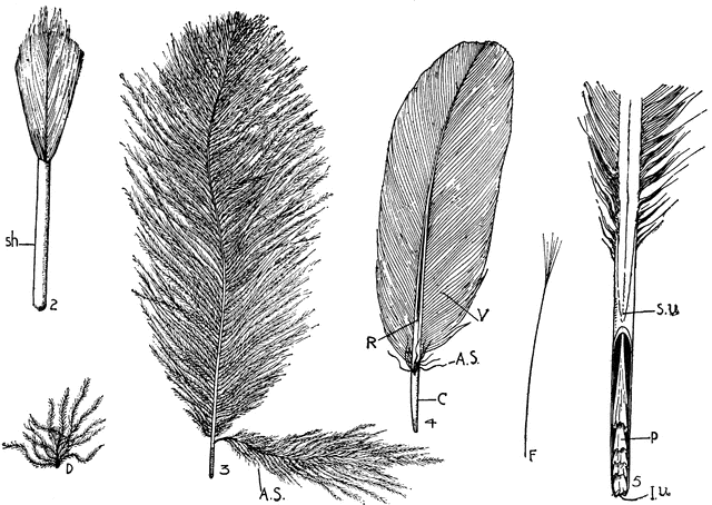 3 clipart feather. Types etc