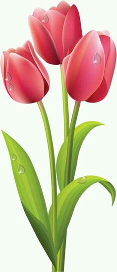 Pin by sant sima. 3 clipart tulip