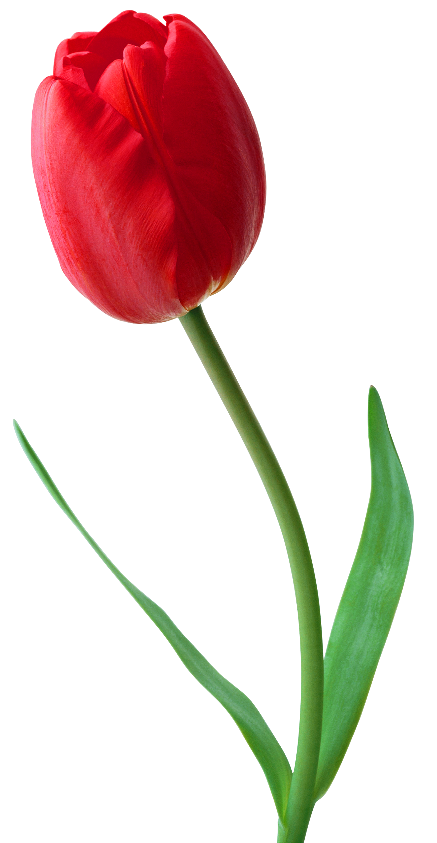 3 clipart tulip. Pin by lyna aryati