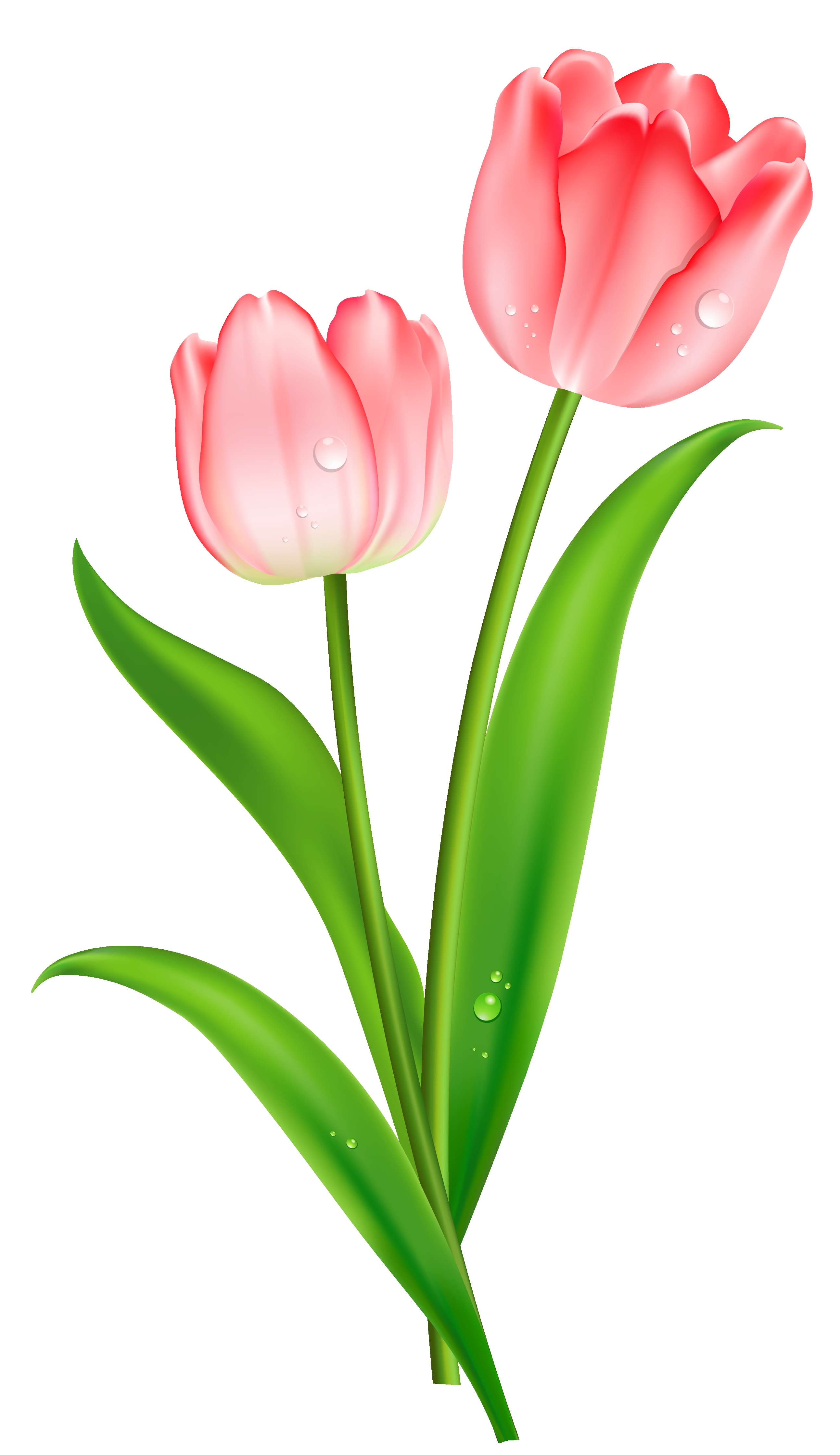 New tulips collection digital. 3 clipart tulip