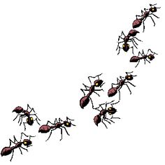 5 clipart ant