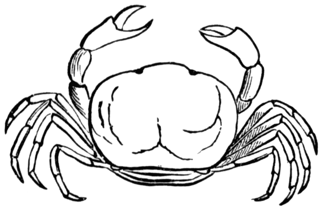 crabs clipart crab drawing