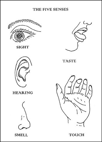 5 senses clipart anatomy physiology