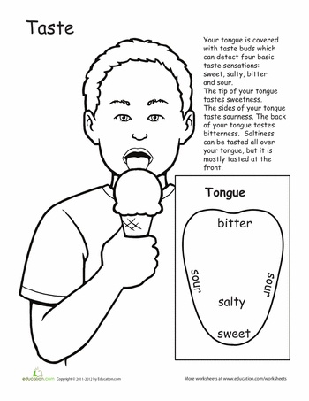 5 senses clipart anatomy physiology.  best five body