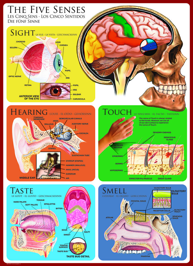 5 senses clipart anatomy physiology