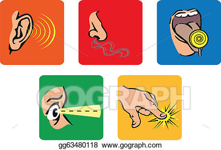 Vector stock the five. 5 senses clipart animated