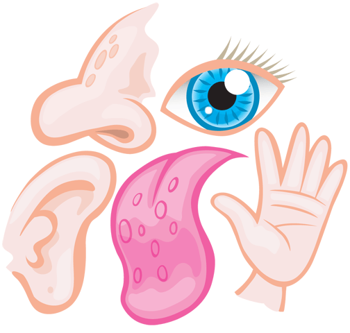 We learn about the. 5 senses clipart animated
