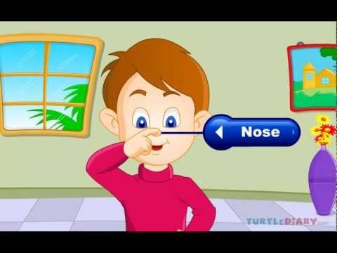 5 senses clipart animated. Learn all about the