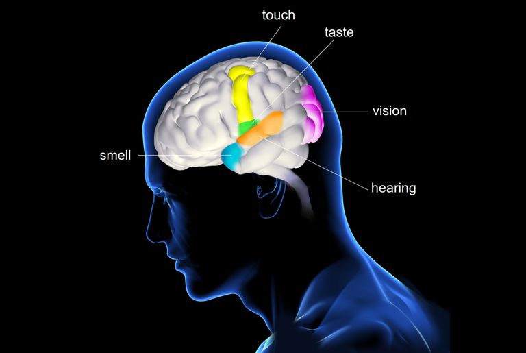 5 senses clipart biological psychology