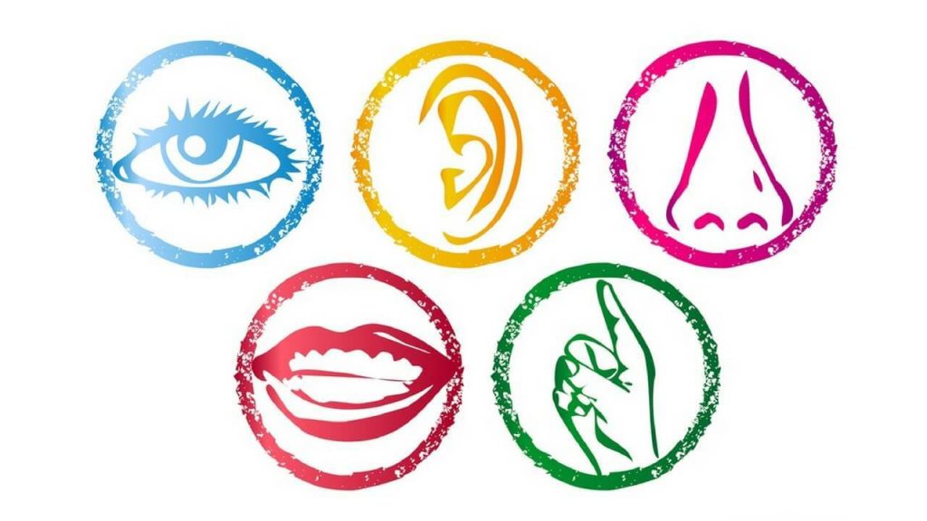 What are the of. 5 senses clipart body