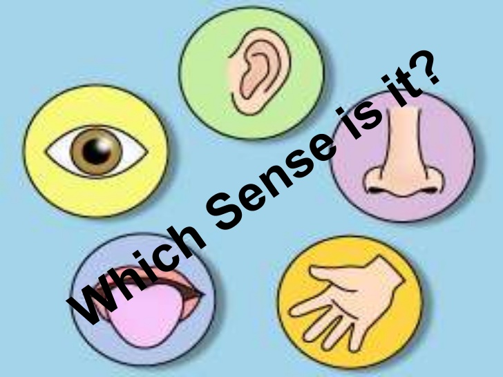 5 senses clipart body. Free download clip art