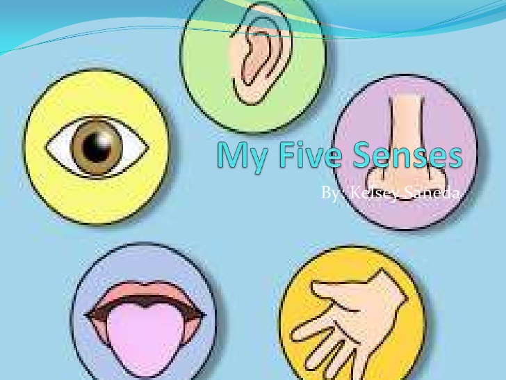 5 senses clipart body. My five by kelsey