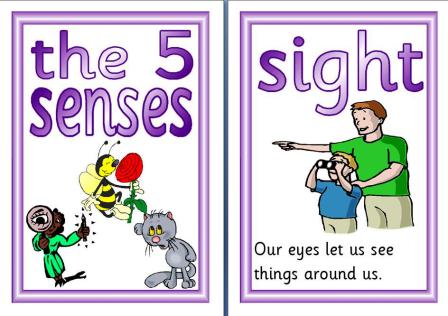 5 senses clipart chart