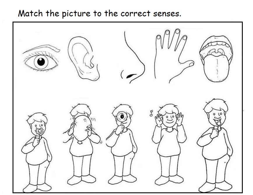 5 Senses Clipart Coloring Page 5 Senses Coloring Page Transparent FREE 