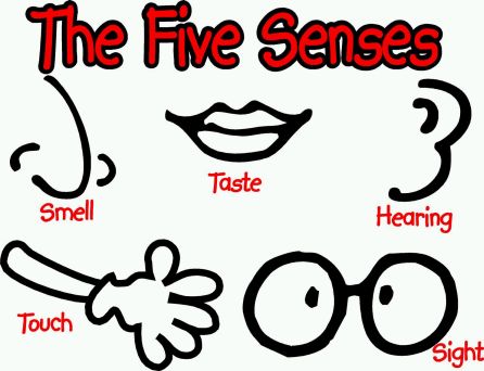 5 senses clipart cute. Free cliparts download clip