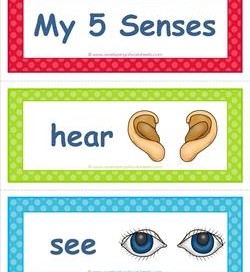 5 senses clipart human. Five vocabulary cards sight