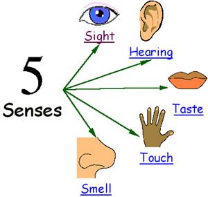 5 senses clipart imagery.  clipartlook