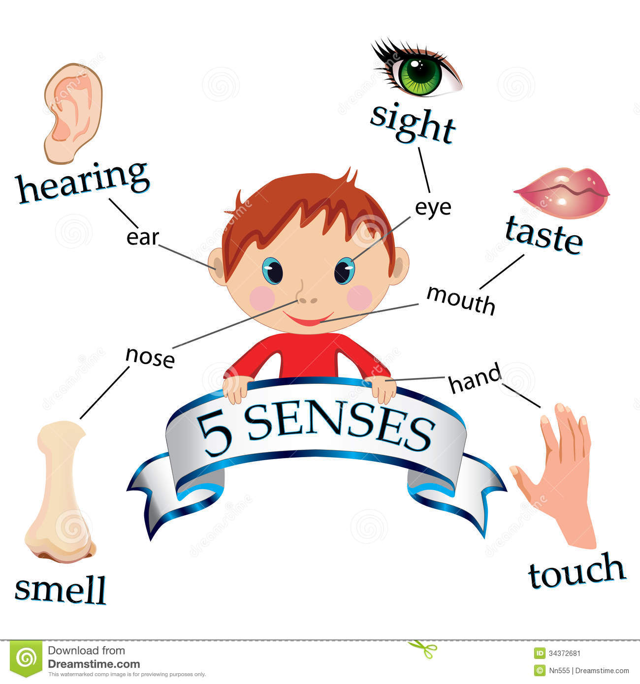 Organs pencil and in. 5 senses clipart sence