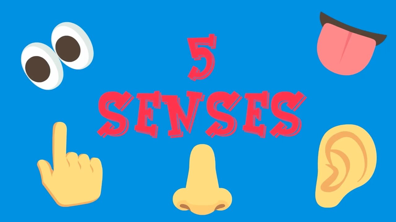 Five can you . 5 senses clipart sence