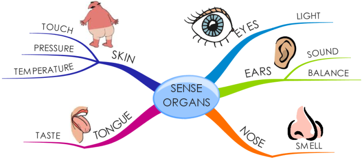 Sense organs png transparent. 5 senses clipart sence