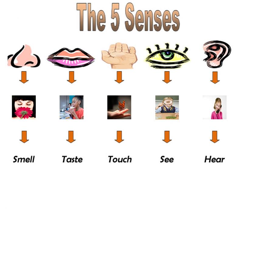 5 senses clipart sence. Free cliparts download clip