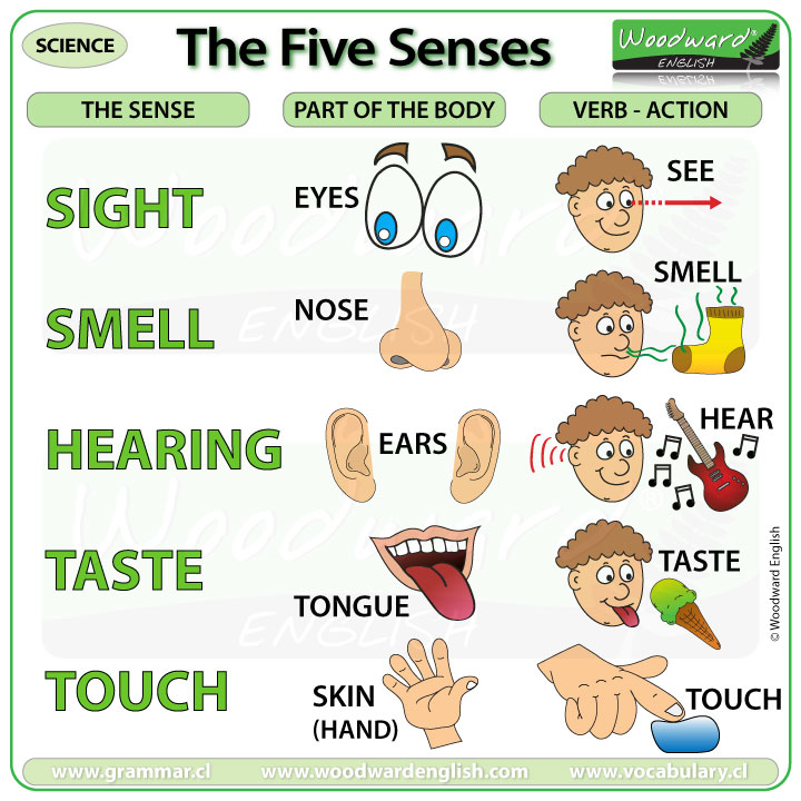 The five woodward english. 5 senses clipart sensation