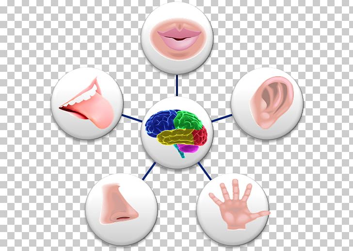 5 senses clipart sensation. Sense perception sensory nervous