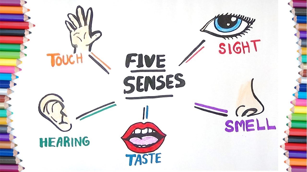  how to draw. 5 senses clipart sense organ