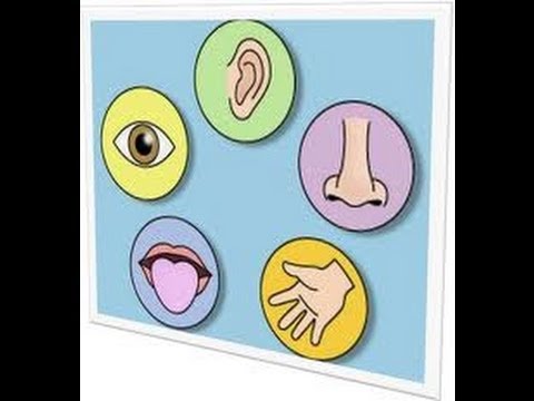 5 senses clipart sense organ. Five human body part