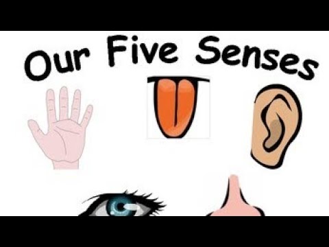 5 senses clipart sense organ.  organs and their