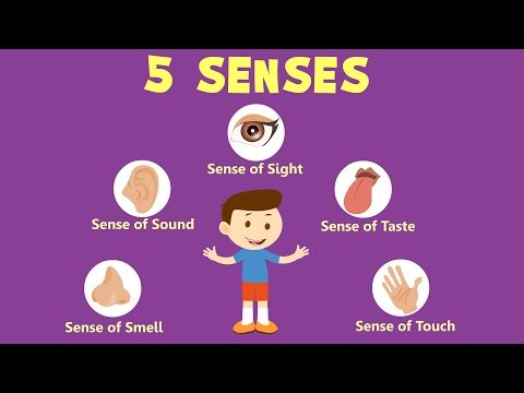 5 senses clipart sense organ. Human organs learn about