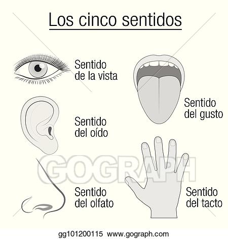 Eps vector five spanish. 5 senses clipart sense perception