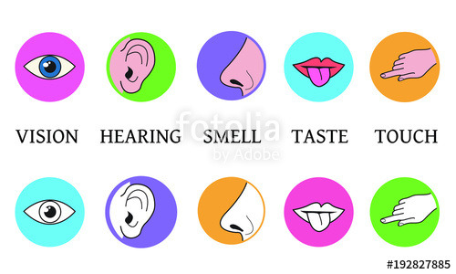 5 senses clipart sense perception. Five methods of taste