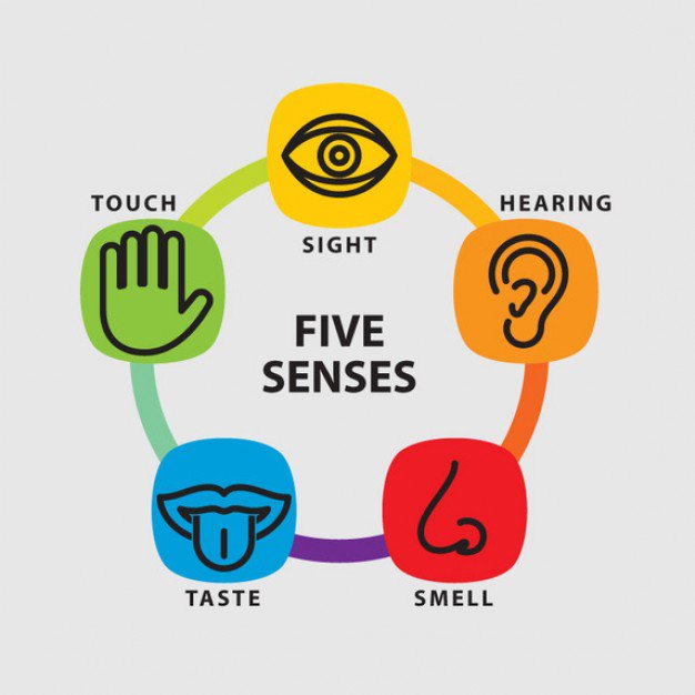 5 senses clipart sense touch