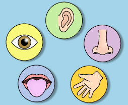 5 senses clipart sensory detail