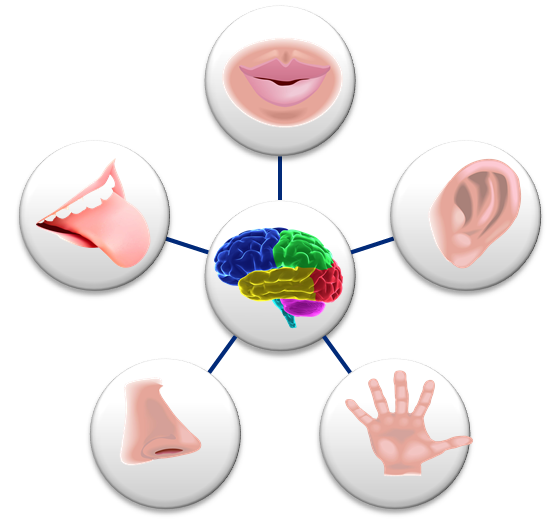 5 senses clipart sensory memory