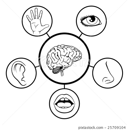 Brain and five stock. 5 senses clipart symbol