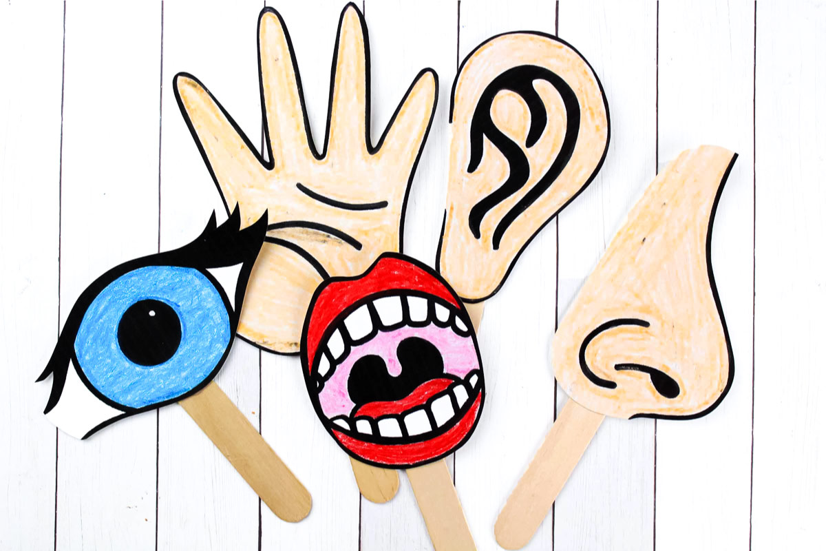5 senses clipart teaching