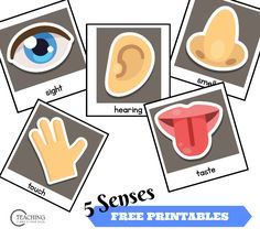 5 senses clipart toddler